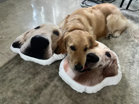 I Believe They Have Already Become Good Friends.