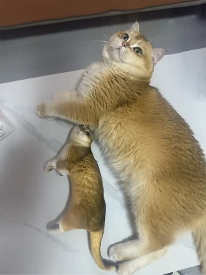 It's Exactly The Same,i Should Buy A Larger Size.